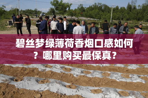 碧丝梦绿薄荷香烟口感如何？哪里购买最保真？